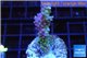 Acropora pink Australia 3-4 cm WYSIWYG acclimaté