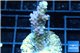 Acropora pink Australia 3-4 cm WYSIWYG acclimaté