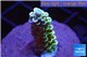 Acropora tenuis green purple 2-3 cm WYSIWYG acclimaté