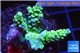 Acropora tenuis green purple 3-4 cm WYSIWYG acclimaté