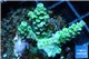 Acropora tenuis green purple 3-4 cm WYSIWYG acclimaté