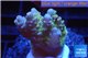 Acropora pink & green Australia premium 3-4 cm WYSIWYG acclimaté