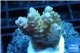 Acropora pink & green Australia premium 3-4 cm WYSIWYG acclimaté