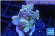 Acropora pink & green Australia premium 3-4 cm WYSIWYG acclimaté