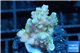 Acropora pink & green Australia premium 3-4 cm WYSIWYG acclimaté