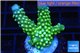 Acropora humilis neon green Fijii 3-5 cm WYSIWYG acclimaté