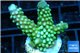 Acropora humilis neon green Fijii 3-5 cm WYSIWYG acclimaté