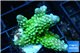 Acropora humilis neon green Fijii 3-5 cm WYSIWYG acclimaté