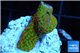 Montipora red fire forest 2-3 cm WYSIWYG acclimaté