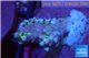 Acropora pink frag 2-3 cm WYSIWYG acclimaté