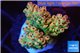 Acropora mango 2-4 cm WYSIWYG acclimaté