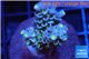 Acropora purple blue Walt Disney 3-4 cm WYSIWYG acclimaté