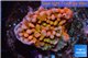 Montipora red puple polyps 2-3 cm WYSIWYG acclimaté