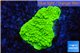 Montipora capricornis green 1-2 cm WYSIWYG acclimaté