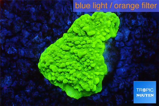 Montipora capricornis green 1-2 cm WYSIWYG acclimaté