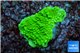 Montipora capricornis green 1-2 cm WYSIWYG acclimaté