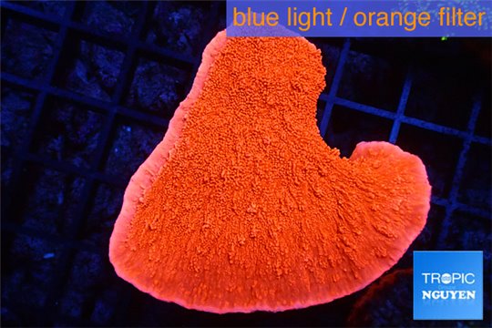 Montipora capricornis red 4-6 cm WYSIWYG acclimaté