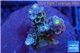 Acropora purple blue Walt Disney 3-4 cm WYSIWYG acclimaté