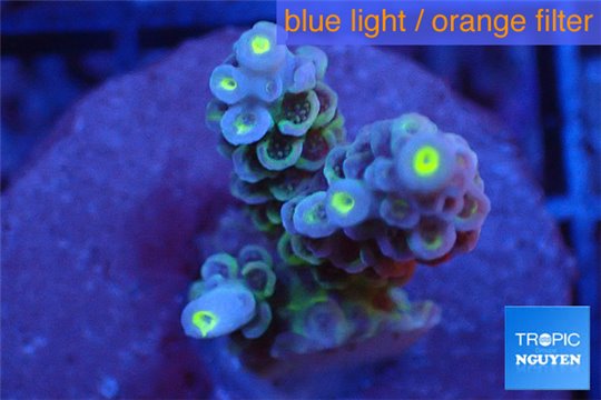 Acropora purple blue Walt Disney 3-4 cm WYSIWYG acclimaté