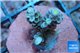 Acropora purple blue Walt Disney 3-4 cm WYSIWYG acclimaté