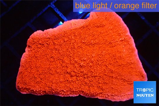 Montipora capricornis red 4-5 cm WYSIWYG acclimaté