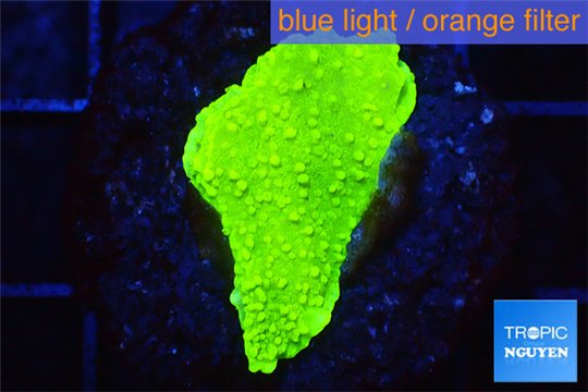 Montipora capricornis green 2-3 cm WYSIWYG acclimaté