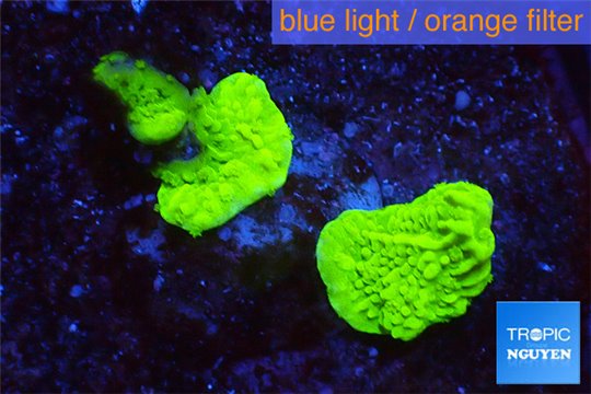 Montipora capricornis green 1-2 cm WYSIWYG acclimaté