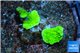 Montipora capricornis green 1-2 cm WYSIWYG acclimaté