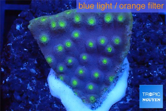 Turbinaria reniformis yellow polyps 2-4 cm WYSIWYG acclimaté