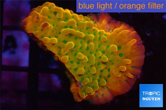 Montipora kung pao phoenix 3-4 cm WYSIWYG acclimaté