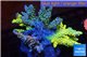 Acropora premium triple combo 7-11 cm WYSIWYG acclimaté