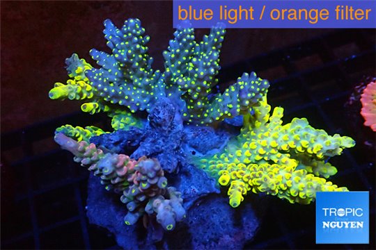 Acropora premium triple combo 7-11 cm WYSIWYG acclimaté