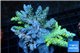 Acropora premium triple combo 7-11 cm WYSIWYG acclimaté