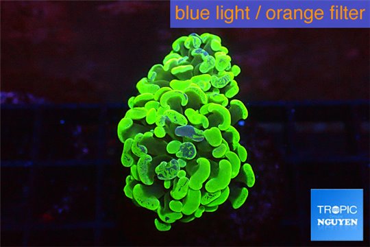 Euphyllia paraancora toxic green 3-5 cm WYSIWYG acclimaté