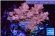 Acropora pink cherry pop 3-4 cm WYSIWYG acclimaté