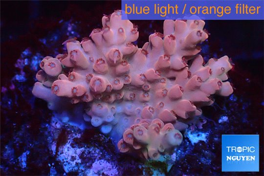 Acropora pink cherry pop 3-4 cm WYSIWYG acclimaté