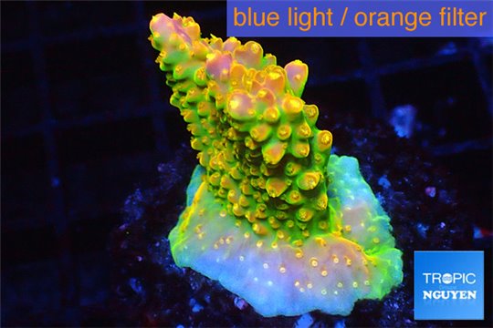 Acropora sunset premium 3-4 cm WYSIWYG acclimaté