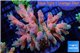 Acropora millepora pink & blue tip 8-11 cm WYSIWYG acclimaté