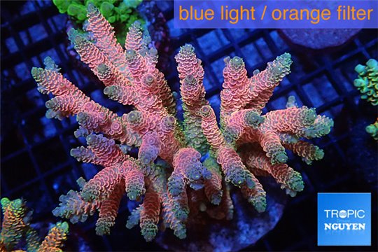 Acropora millepora pink & blue tip 8-11 cm WYSIWYG acclimaté