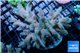 Acropora millepora pink & blue tip 8-11 cm WYSIWYG acclimaté