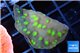 Echinopora lamellosa green spot 2-4 cm WYSIWYG acclimaté