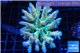 Acropora rainbow premium 7-10 cm WYSIWYG acclimaté