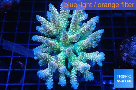 Acropora rainbow premium 7-10 cm WYSIWYG acclimaté