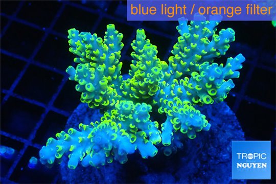 Acropora pikachu 7-9 cm WYSIWYG acclimaté