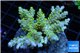 Acropora pikachu 7-9 cm WYSIWYG acclimaté