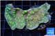 Echinopora lamellosa neon green spot 5-6 cm WYSIWYG acclimaté