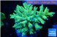 Acropora golden 8-12 cm WYSIWYG acclimaté