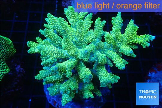 Acropora golden 8-12 cm WYSIWYG acclimaté