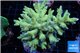 Acropora golden 8-12 cm WYSIWYG acclimaté