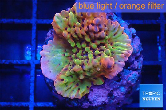 Montipora tricolor 3-4 cm WYSIWYG acclimaté